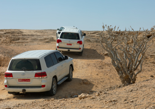 Off road vehicles passing in front of frankincense trees, Dhofar Governorate, Wadi Dokah, Oman