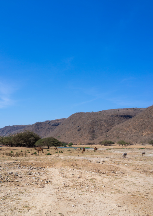 Camels in a dry area, Dhofar Governorate, Wadi Dirba, Oman