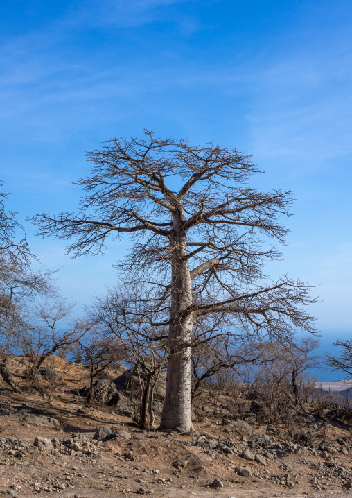 Baobab tree in wadi hinna, Dhofar Governorate, Wadi Hinna, Oman