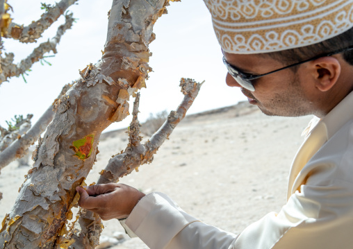 Omani man collecting frankincense, Dhofar Governorate, Wadi Dokah, Oman