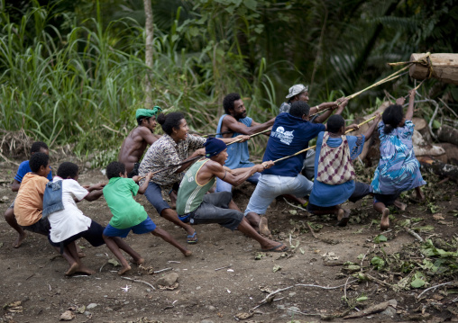People pulling a traditional canoe in the forest, Milne Bay Province, Alotau, Papua New Guinea