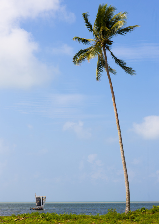 Palm tree on the beautiful deserted kaibola beach, Milne Bay Province, Trobriand Island, Papua New Guinea