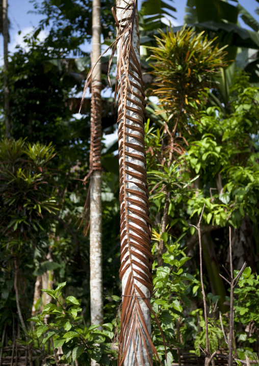 Trees with a decoration to show it must not be used, Milne Bay Province, Trobriand Island, Papua New Guinea