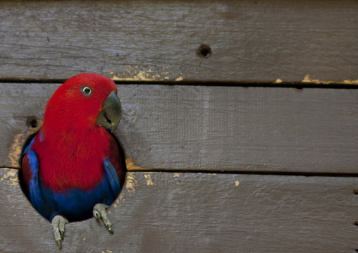 Colorful eclectus parrot, National Capital District, Port Moresby, Papua New Guinea