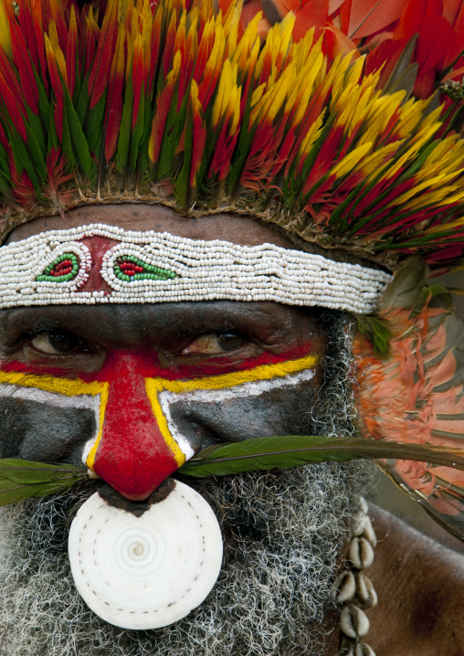 Highlander warrior with a nose ring decoration during a sing sing ceremony, Western Highlands Province, Mount Hagen, Papua New Guinea