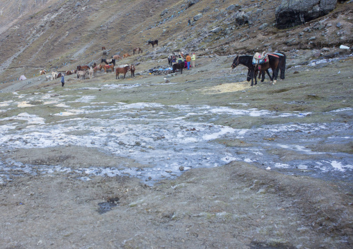 Horses In A Frozen Field During Qoyllur Riti Festival, Ocongate Cuzco, Peru