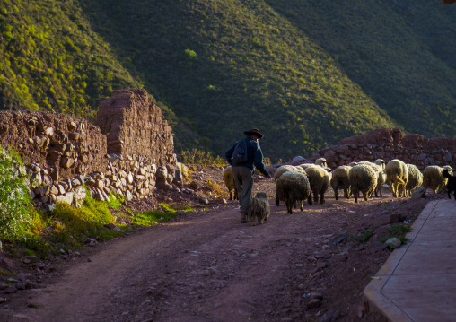 Shepard With His Flock, Cuzco, Peru