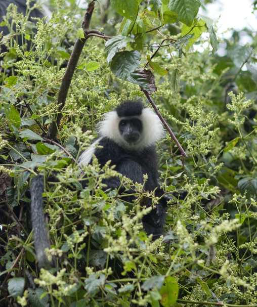 Allochrocebus lhoesti monkey in a tree, Nyungwe Forest National Park, Gisakura, Rwanda