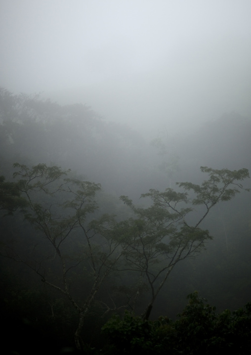 Fog in the forest, Nyungwe Forest National Park, Gisakura, Rwanda