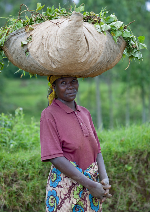 Rwandan woman working in a tea plantation, Western Province, Cyamudongo, Rwanda
