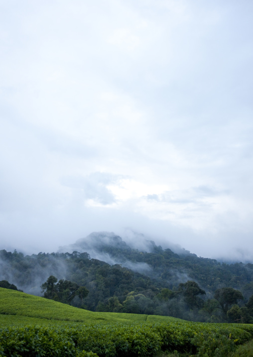 Tea plantations in the fog, Nyungwe Forest National Park, Gisakura, Rwanda