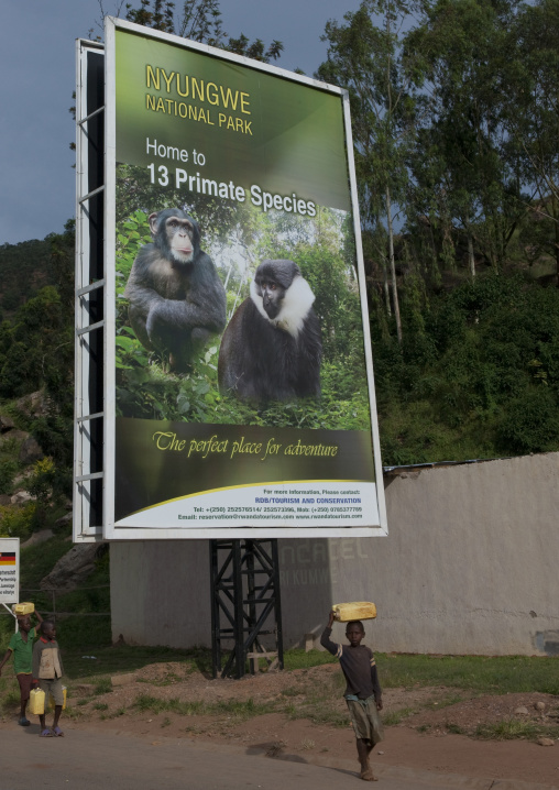 Advertisement billboard depicting monkeys in nyungwe national park, Kigali Province, Kigali, Rwanda