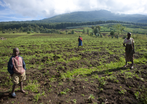 Rwandan people working in a farm in the volcanoes national park, Northwest Province, Rehengeri, Rwanda