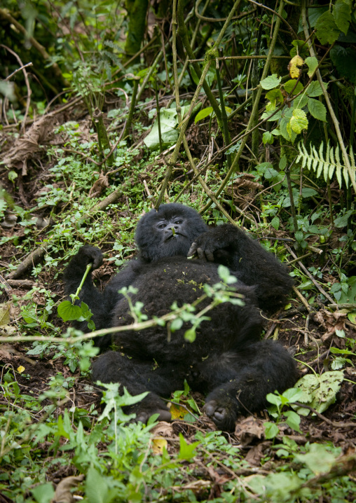 Gorilla lying in the jungle of the volcanoes national park, Northwest Province, Rehengeri, Rwanda