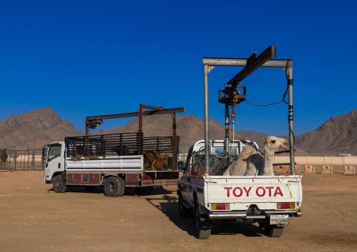 Camel loaded in a Toyota car in the camel market, Najran Province, Najran, Saudi Arabia