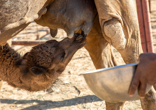 Baby camel suckling milk, Najran Province, Najran, Saudi Arabia