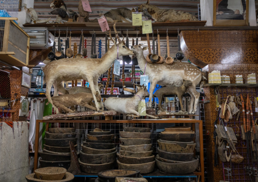 Antique shop with taxidermied animals, Al-Bahah region, Al-Bahah, Saudi Arabia