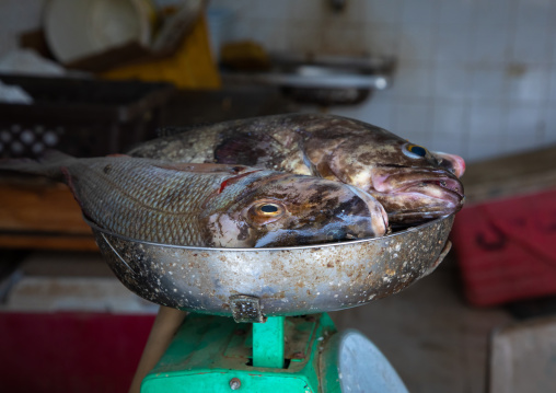 Fresh fishes on a balance, Red Sea, Farasan, Saudi Arabia