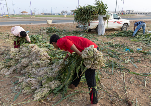 Men collecting corn and loading it in a car, Jizan Province, Sabya, Saudi Arabia