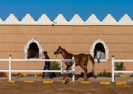 Arabian horse in alhazm stud, Najran Province, Khubash, Saudi Arabia