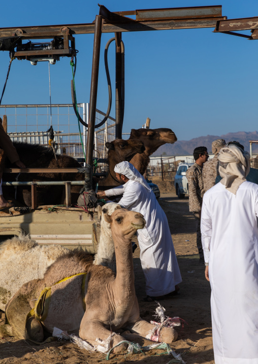 Saudi men in the camel market, Najran Province, Najran, Saudi Arabia