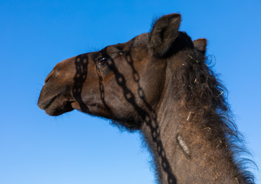 Camel head, Najran Province, Najran, Saudi Arabia