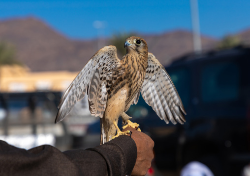 Falcon perching on hand, Najran Province, Najran, Saudi Arabia