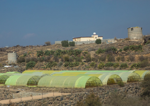 Greenhouses in a field, Asir province, Abha, Saudi Arabia