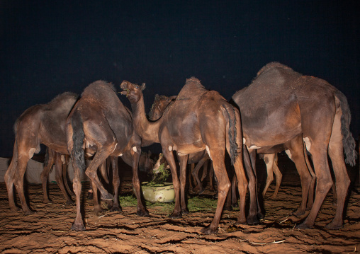 Camels drinking in the desert at night, Najran Province, Najran, Saudi Arabia