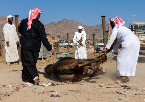 Saudi men taking care of a camel in a market, Najran Province, Najran, Saudi Arabia