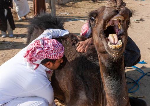 Saudi men taking care of an angry camel in a market, Najran Province, Najran, Saudi Arabia
