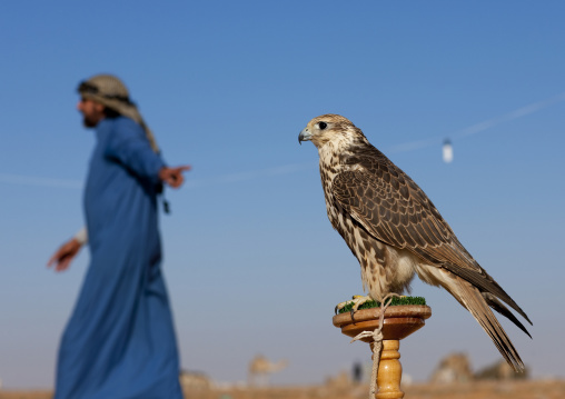 Falconry in the desert, Al-Jawf Province, Sakaka, Saudi Arabia