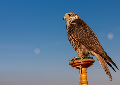 Close-up of falcon against clear sky, Al-Jawf Province, Sakaka, Saudi Arabia