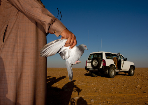 Falconry in the desert, Al-Jawf Province, Sakaka, Saudi Arabia