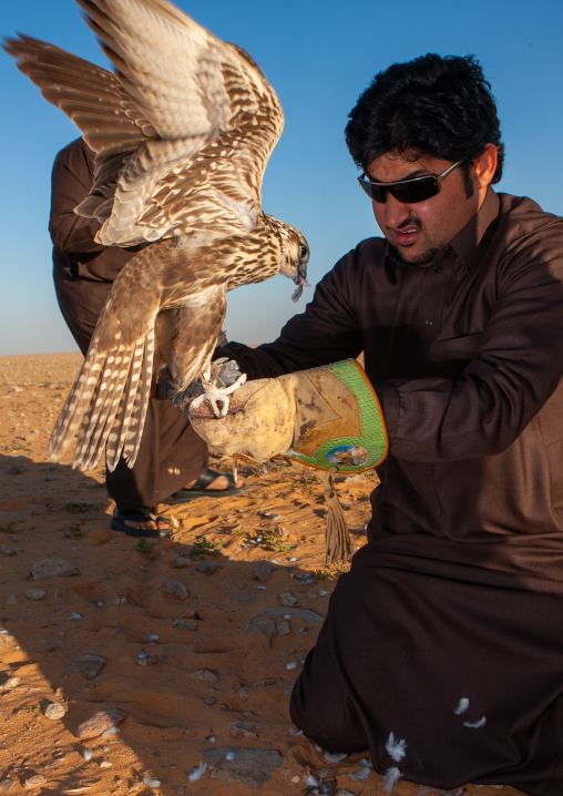 Saudi man with falcon perching on hand eating a pigeon, Al-Jawf Province, Sakaka, Saudi Arabia
