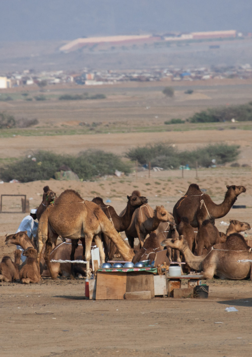 Camels drinking in the desert, Makkah province, Taif, Saudi Arabia