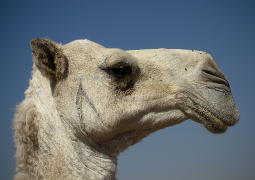 Camel head, Riyadh Province, Riyadh, Saudi Arabia
