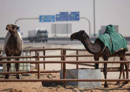 Camel market near a highway, Riyadh Province, Riyadh, Saudi Arabia