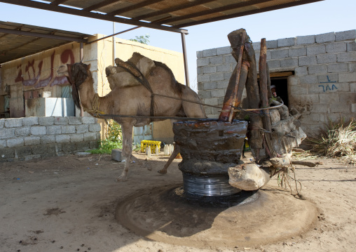 Sesam oil mill with a camel, Jizan province, Jizan, Saudi Arabia