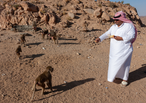 Saudi man feeding monkeys, Asir Province, Aseer, Saudi Arabia