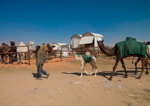 Rashaida sudanese man with camels in the market, Riyadh Province, Riyadh, Saudi Arabia
