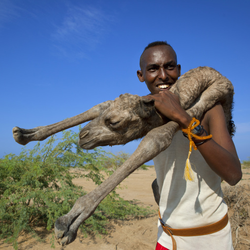 A Man Holding A Baby Camel On His Back, Lughaya Area, Somaliland