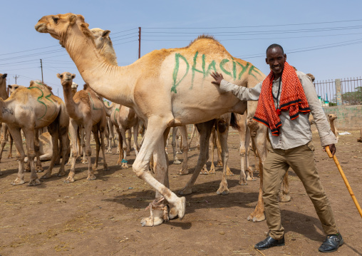 Somali man in the camel market, Woqooyi Galbeed region, Hargeisa, Somaliland