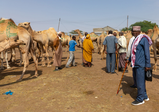 Somali people in a camel market, Woqooyi Galbeed region, Hargeisa, Somaliland