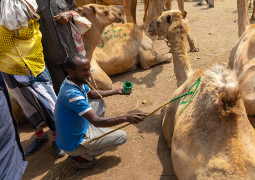 Somali man in the camel market tagging the animals with painting, Woqooyi Galbeed region, Hargeisa, Somaliland