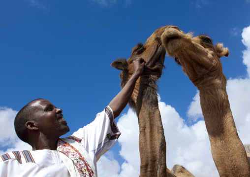 One Man With Two Camels, Hargeisa Livestock Market, Somaliland