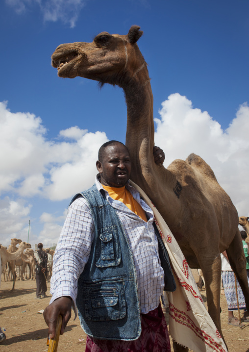 A Man Bringing His Camel To Hargeisa Livestock Market, Hargeisa, Somaliland