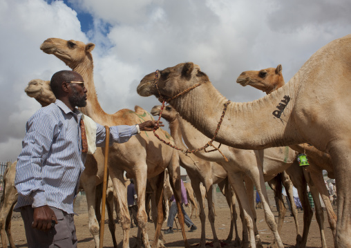Camel Trading In The Livestock Market, Hargeisa , Somaliland