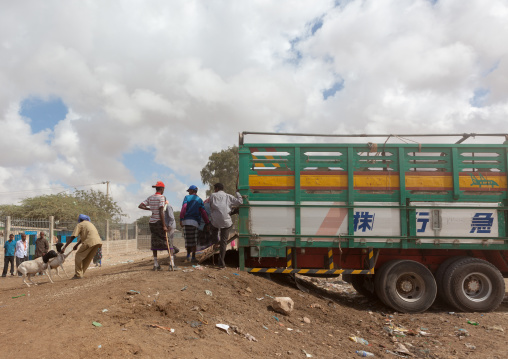 Men on a market loading sheeps in a truck, Woqooyi Galbeed region, Hargeisa, Somaliland