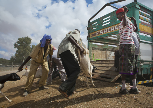 Men Putting Sheep In A Truck, Livestock Market, Hargeisa, Somaliland